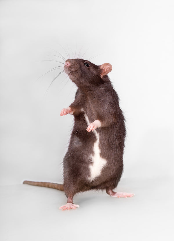 Live Rat - Large