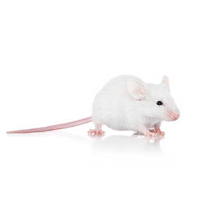 Live Mouse - Hopper