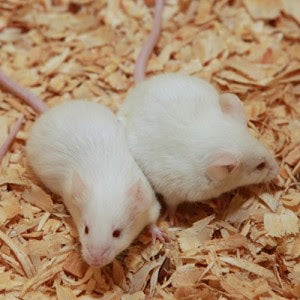 Live Mouse - Adult
