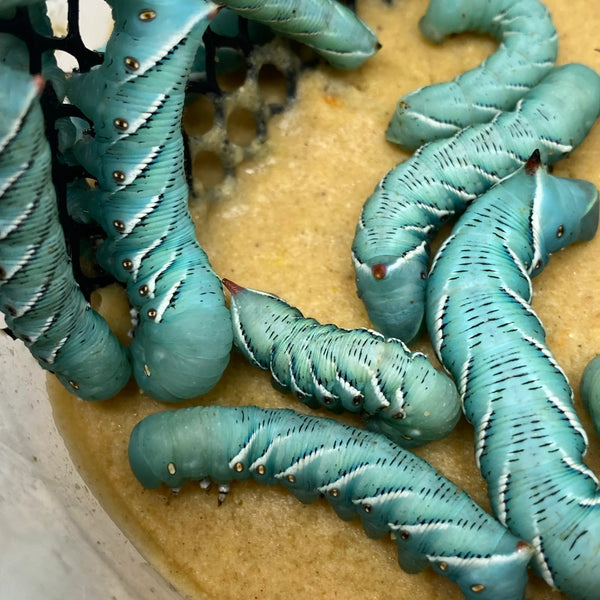 Live Hornworms - 25 Count