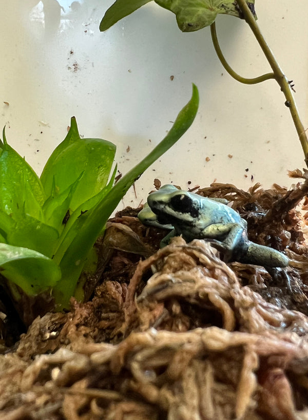 Animals – Page 2 – Cold Blooded Kingdom