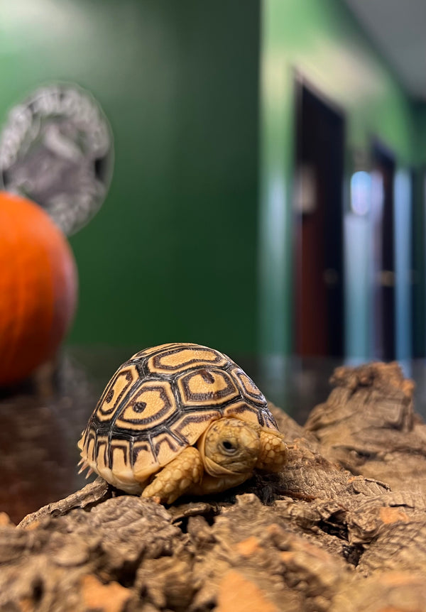 Baby Leopard Tortoise