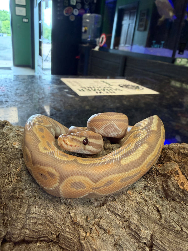 Python Snake Cold Image Snakes – Cold Blooded Kingdom