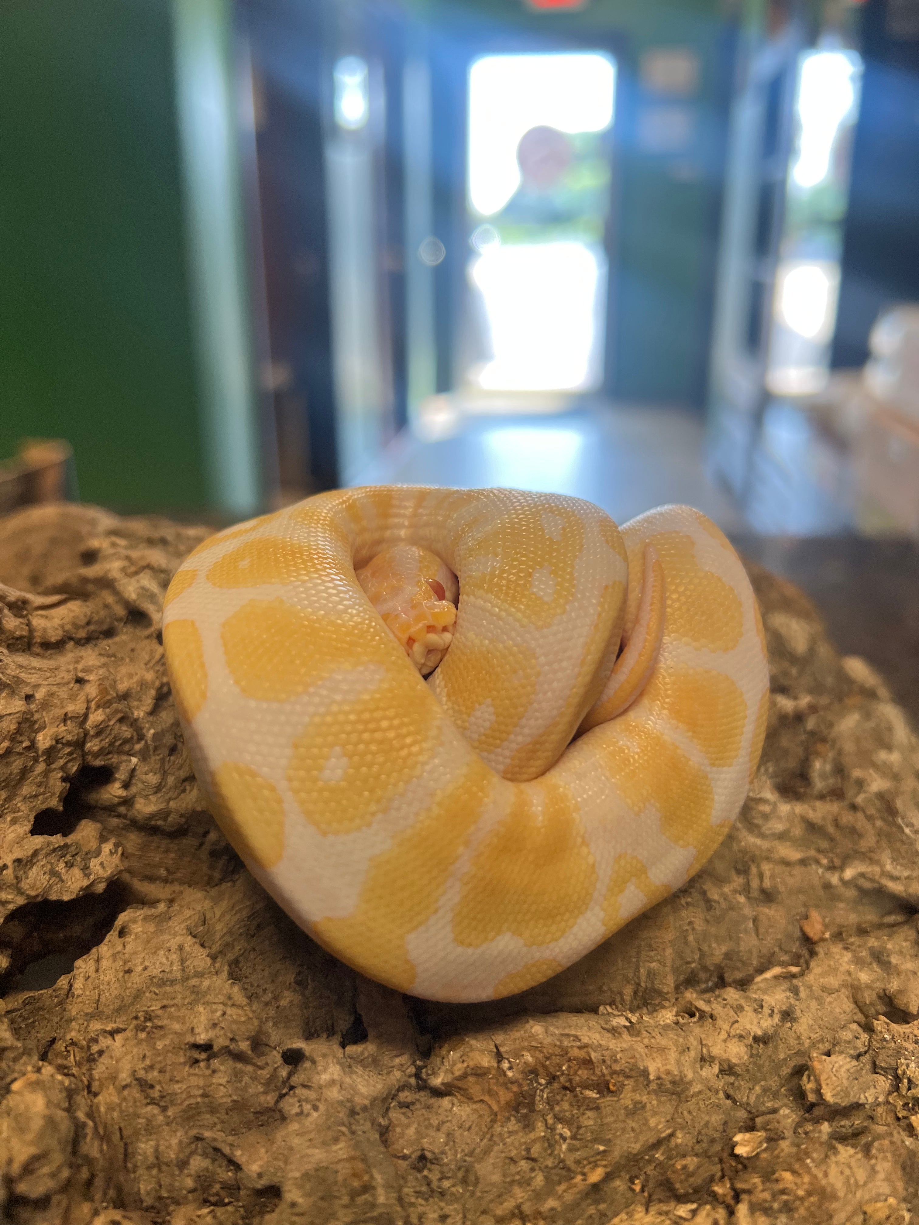 Python Cold Male Albino Ball Python – Cold Blooded Kingdom