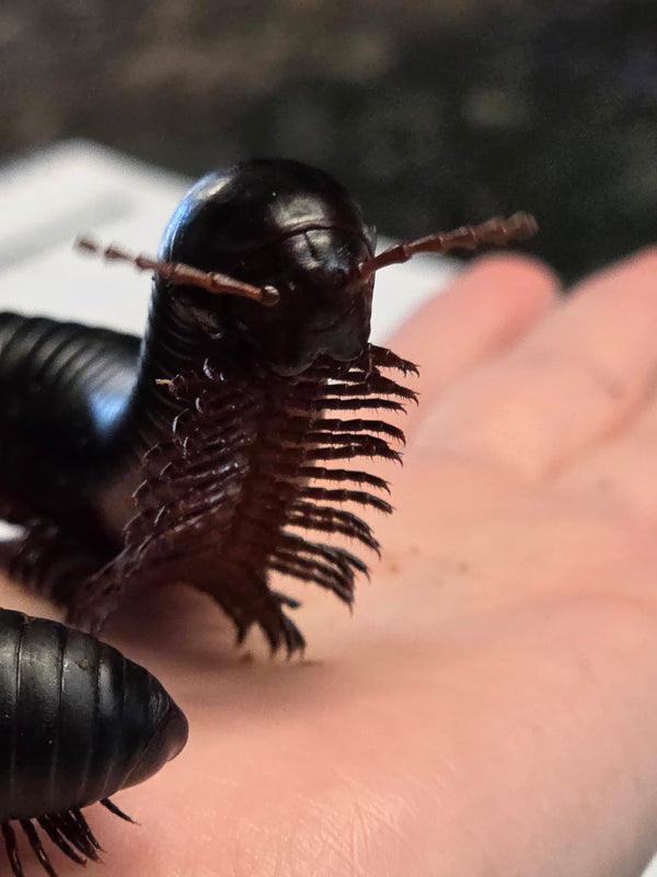 Giant Black Millipede (TRUE) Archispirostreptus gigas