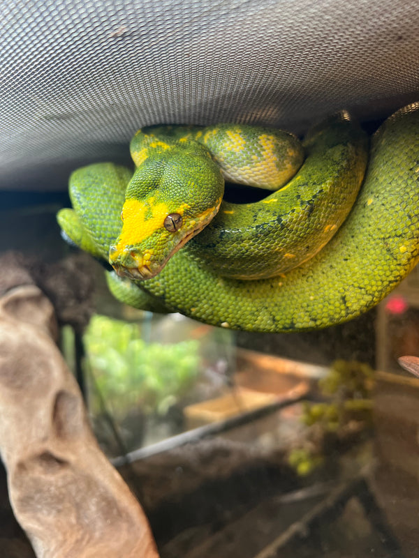 Biak Green Tree Python (Morelia viridis – Biak locality)