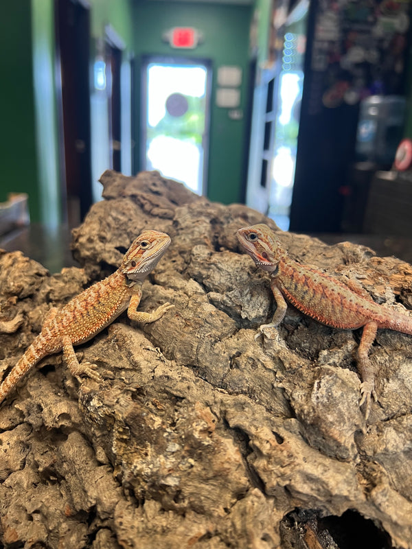 Citrus Bearded Dragon – (Pogona vitticeps)