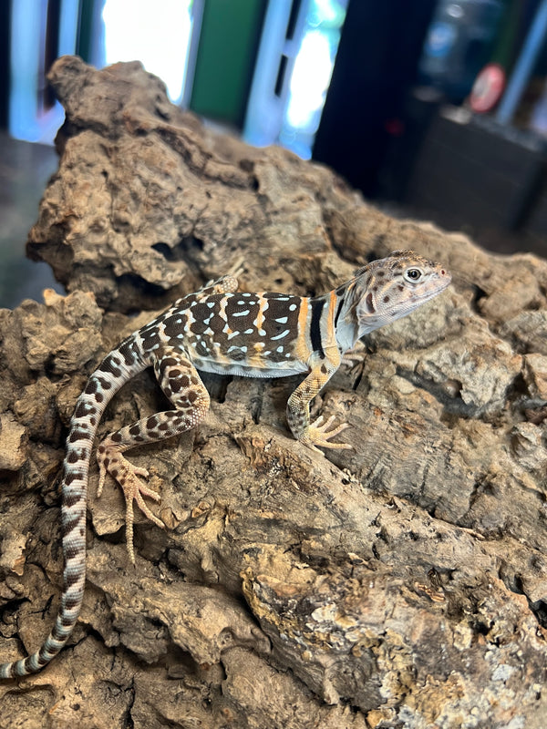Eastern Collared Lizard (Crotaphytus collaris)