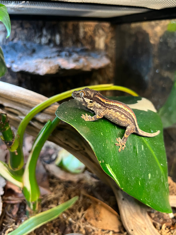 Red Stripe Gargoyle Gecko – (Rhacodactylus auriculatus)