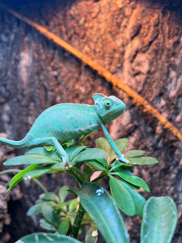 Baby Veiled Chameleon –
(Chamaeleo calyptratus)