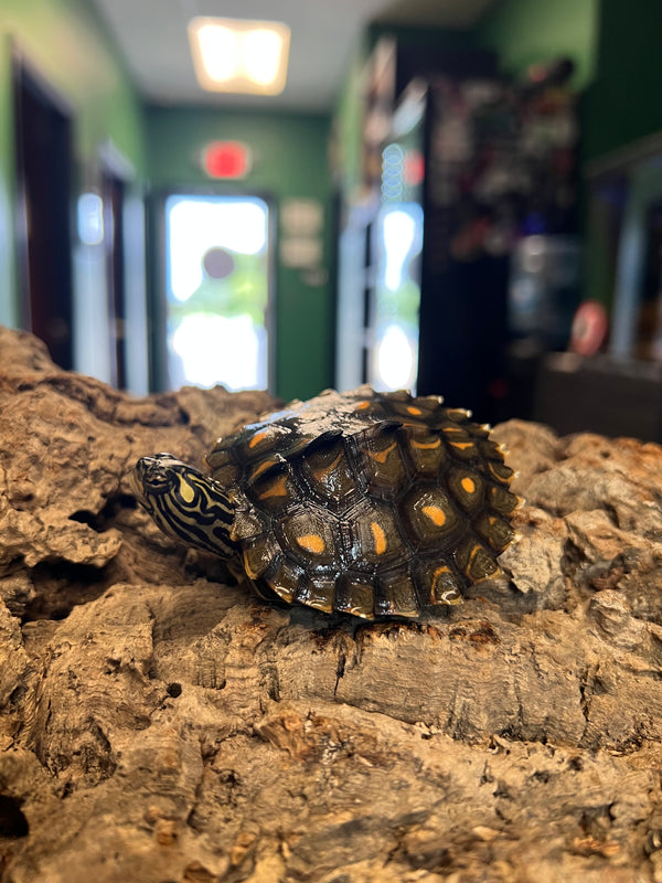 Yellow Blotched Map Turtle –
(Graptemys flavimaculata) – PA Sales Only