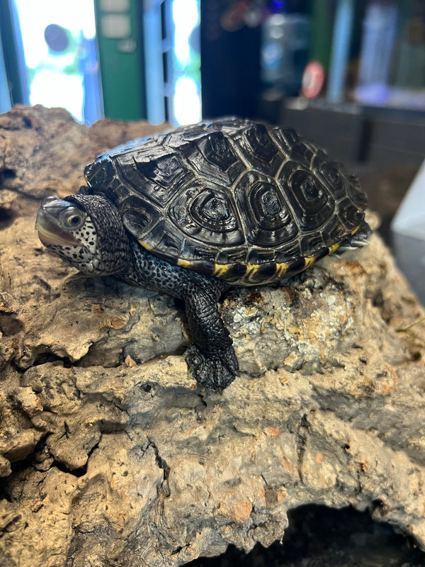 Northern Diamondback Terrapin – 
(Malaclemys terrapin terrapin)