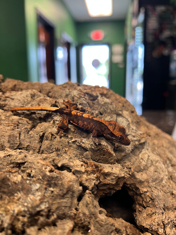 Harlequin Tiger Crested Gecko –
(Correlophus ciliatus)