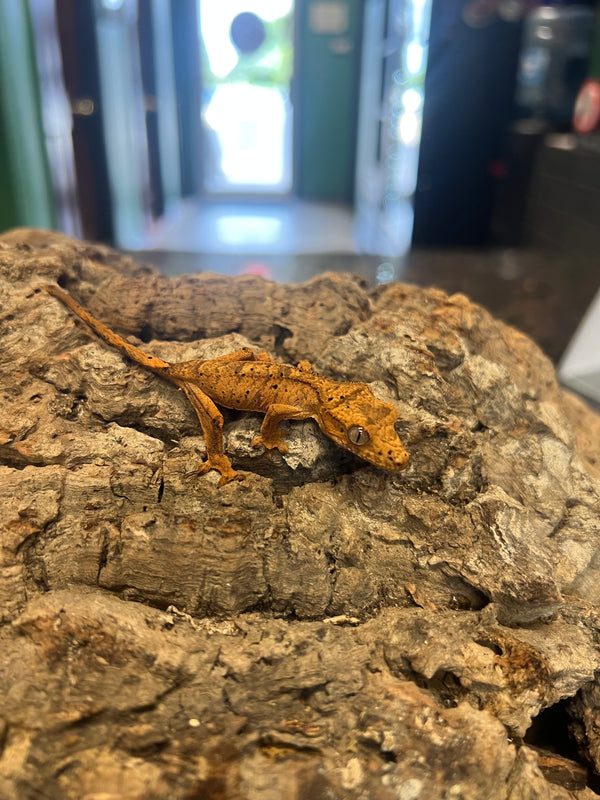 Baby Super Dalmatian Crested Gecko – 
(Correlophus ciliatus)