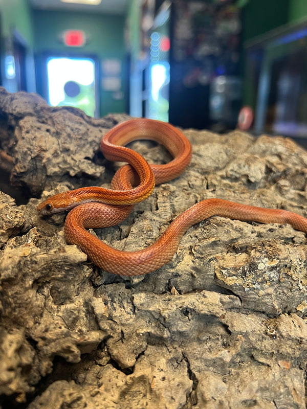 Red Stripe Cornsnake –
(Pantherophis guttatus)