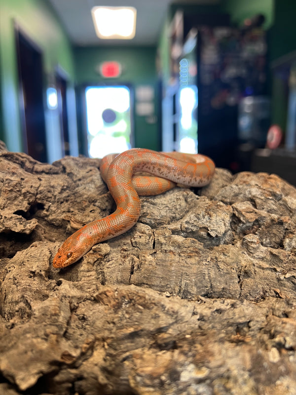 Female Albino Kenyan Sand Boa – 
(Gongylophis colubrinus)