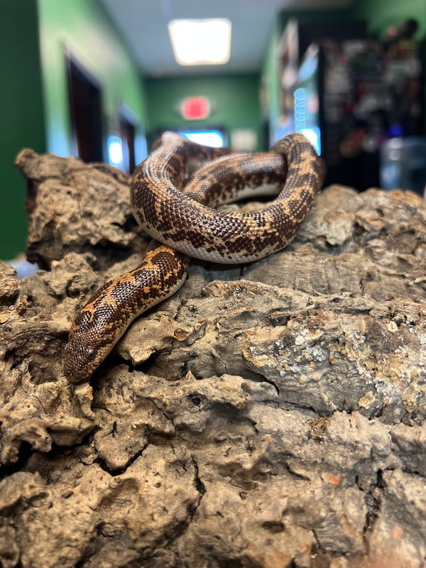 Saharan Sand Boa – 
(Gongylophis muelleri)