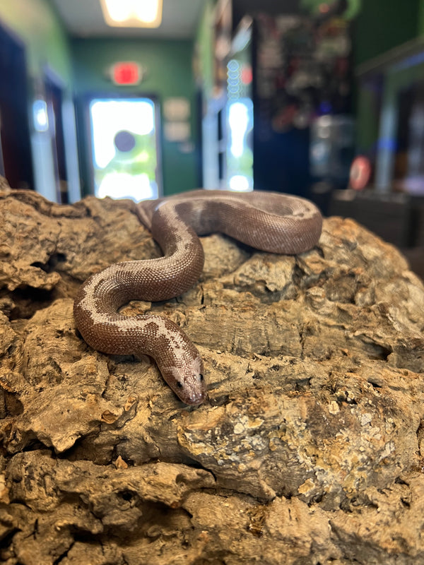 Female Anery Stripe Sand Boa – 
(Gongylophis colubrinus)