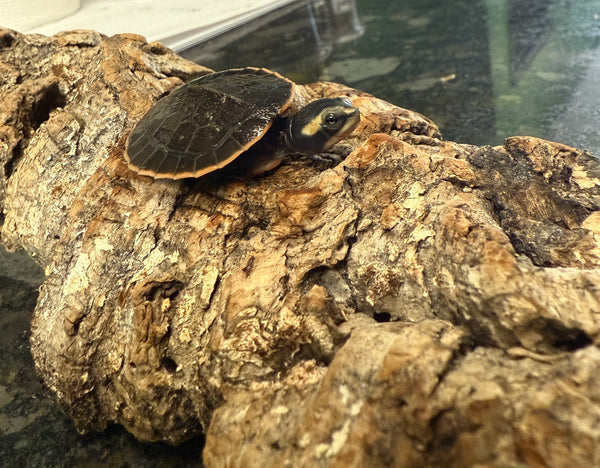 Baby Malaysian Pink-Bellied Sideneck Turtle –
(Emydura subglobosa)