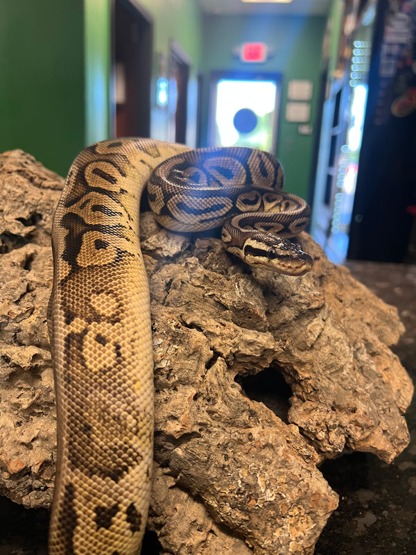Pewter Het Pied Ball Python – Female – 
(Python regius)