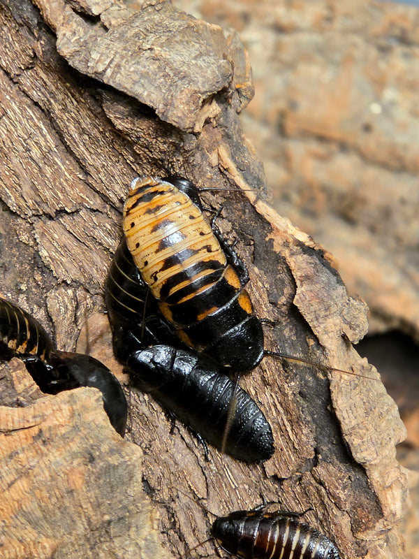 Tiger Hisser Roaches
(Princisia vanwaerebeki morph)