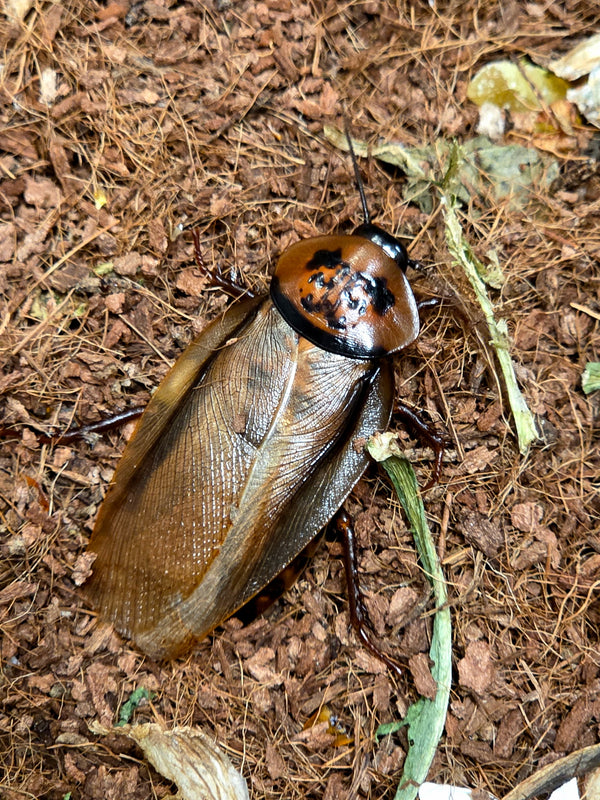 Orange Head Roaches
(Eublaberus posticus)