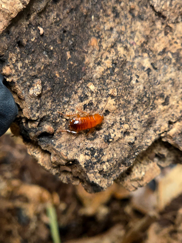 Red Runner Roaches-(Blatta lateralis)