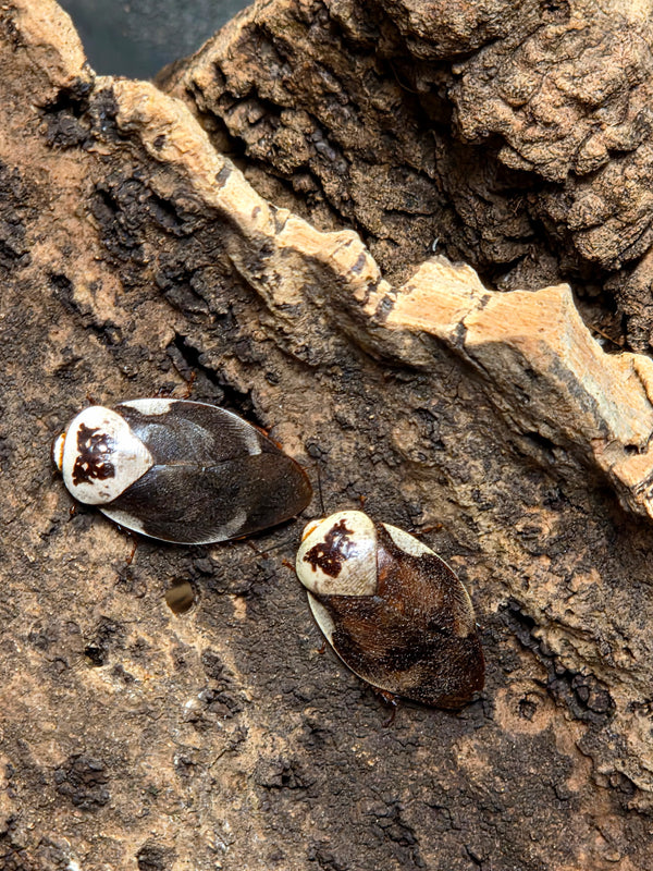 Centurian Porcelain Roaches
(Gyna centurio)