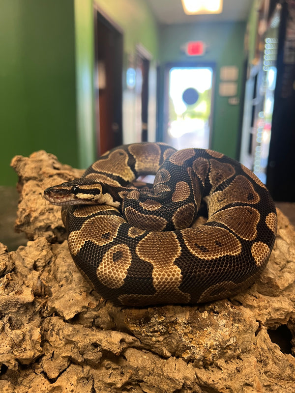 Normal Ball Python –
(Python regius)