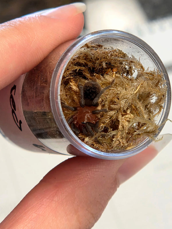 Brazilian Red Head Spiderling – 
(Bumba horrida)