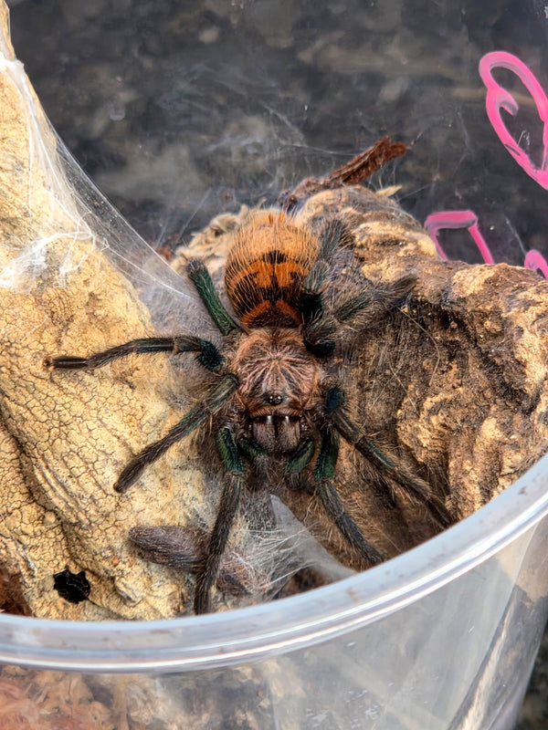 Green Bottle Blue Tarantula (Chromatopelma cyaneopubescens)