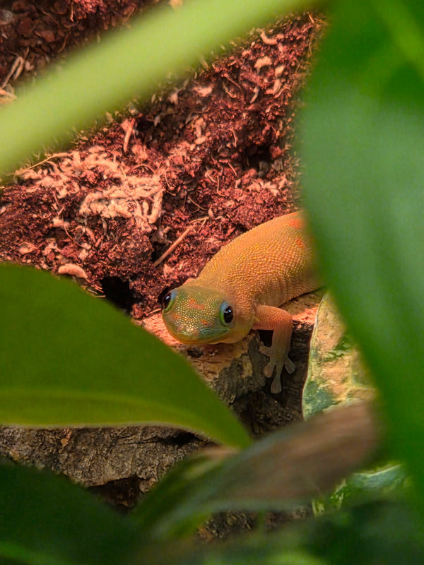 Gold Dust Day Gecko (Phelsuma laticauda)