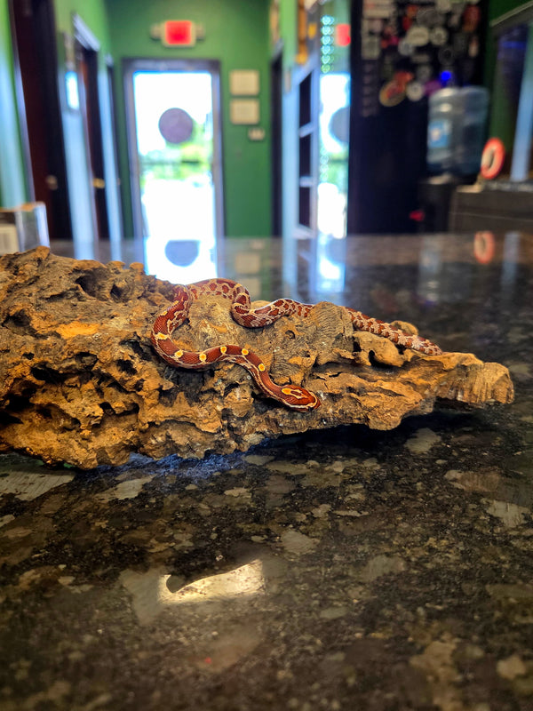 Baby Okeetee Cornsnake (Pantherophis guttatus)