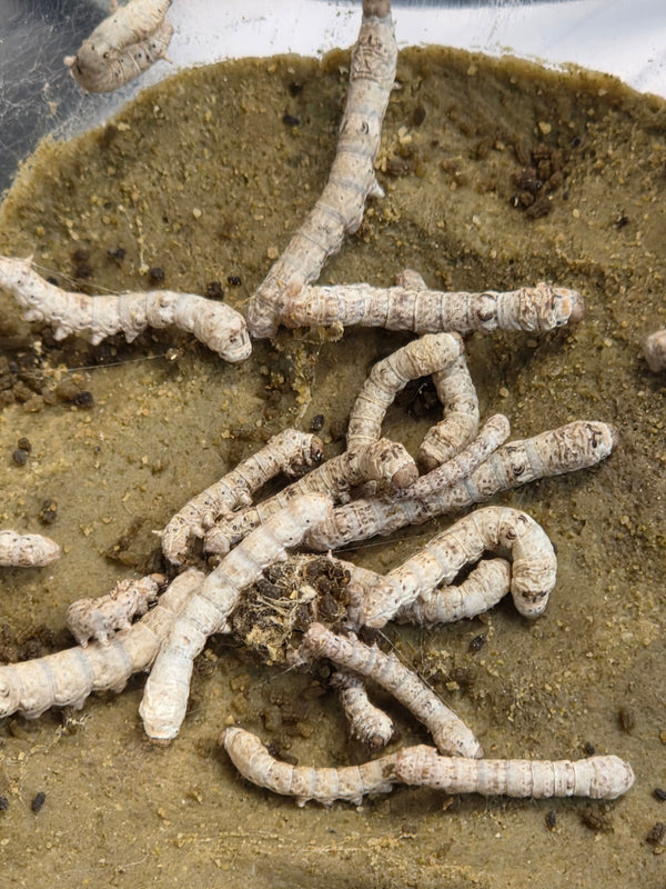 Live Silkworms
