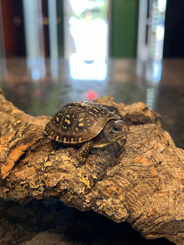 Ornate Box Turtle (Terrapene ornata)