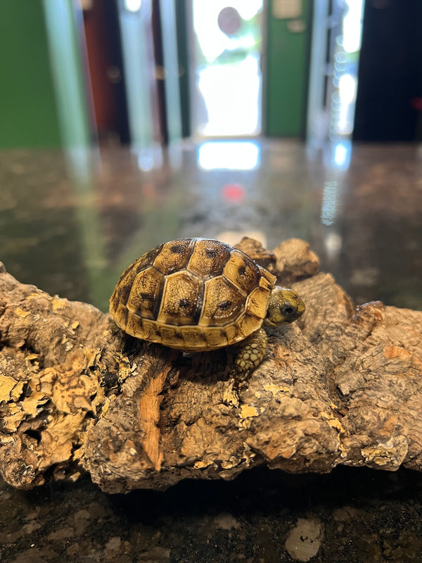 Leopard Tortoise (Stigmochelys pardalis)