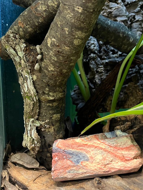 Mossy Leaf-Tailed Gecko w/ Bioactive Setup (Uroplatus sikorae)