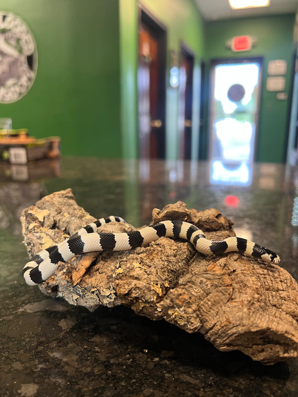 Banded California Kingsnake (Lampropeltis getula californiae)
