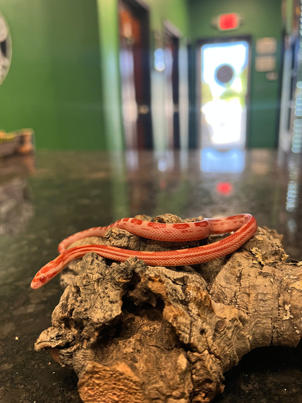 Albino Cornsnake (Pantherophis guttatus)