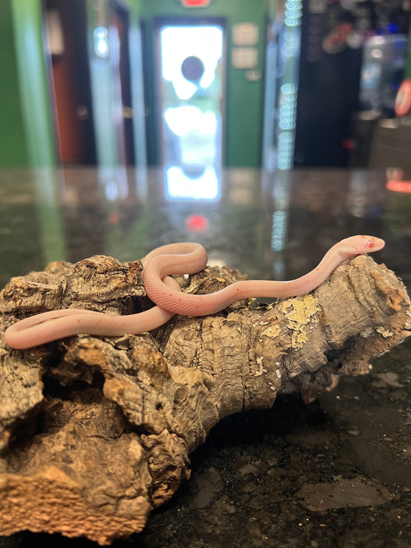 Palmetto Cornsnake (Pantherophis guttatus)