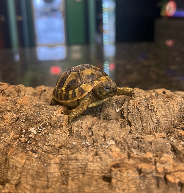 Hatchling Eastern Hermann’s Tortoise