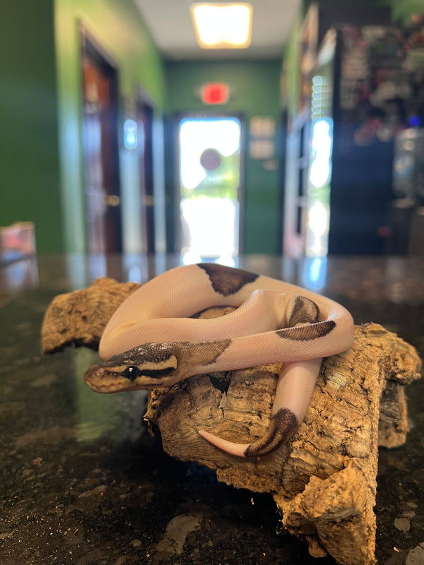 Pewter Pied Ball Python