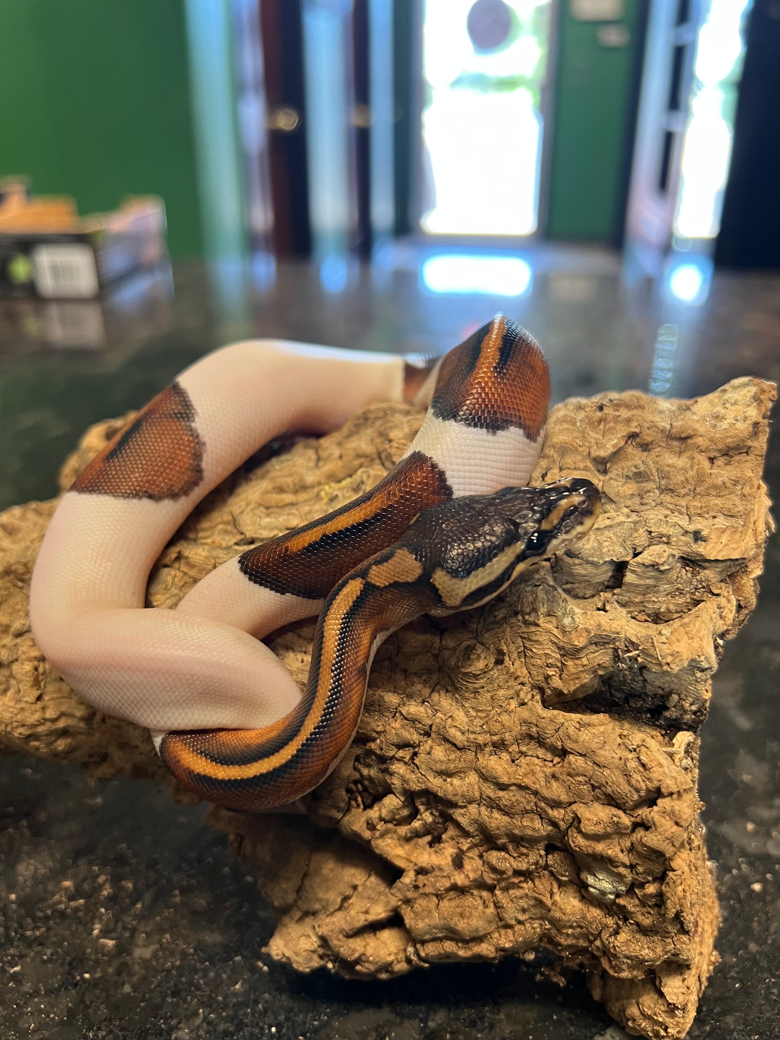 Pewetr Ball Python Pewter Pied Ball Python – Cold Blooded Kingdom