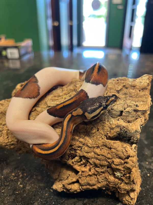 Pewter Pied Ball Python