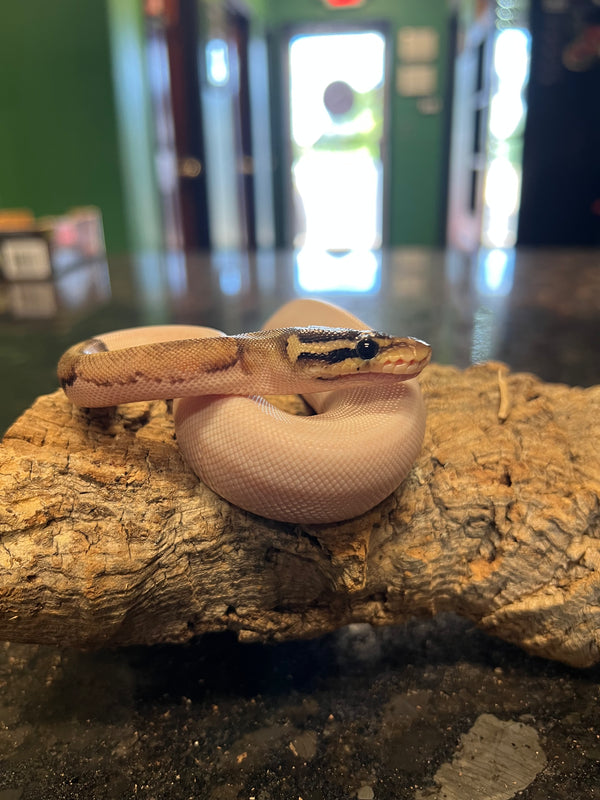 Pewter Pastel Pied (Possible Sterling) Ball Python