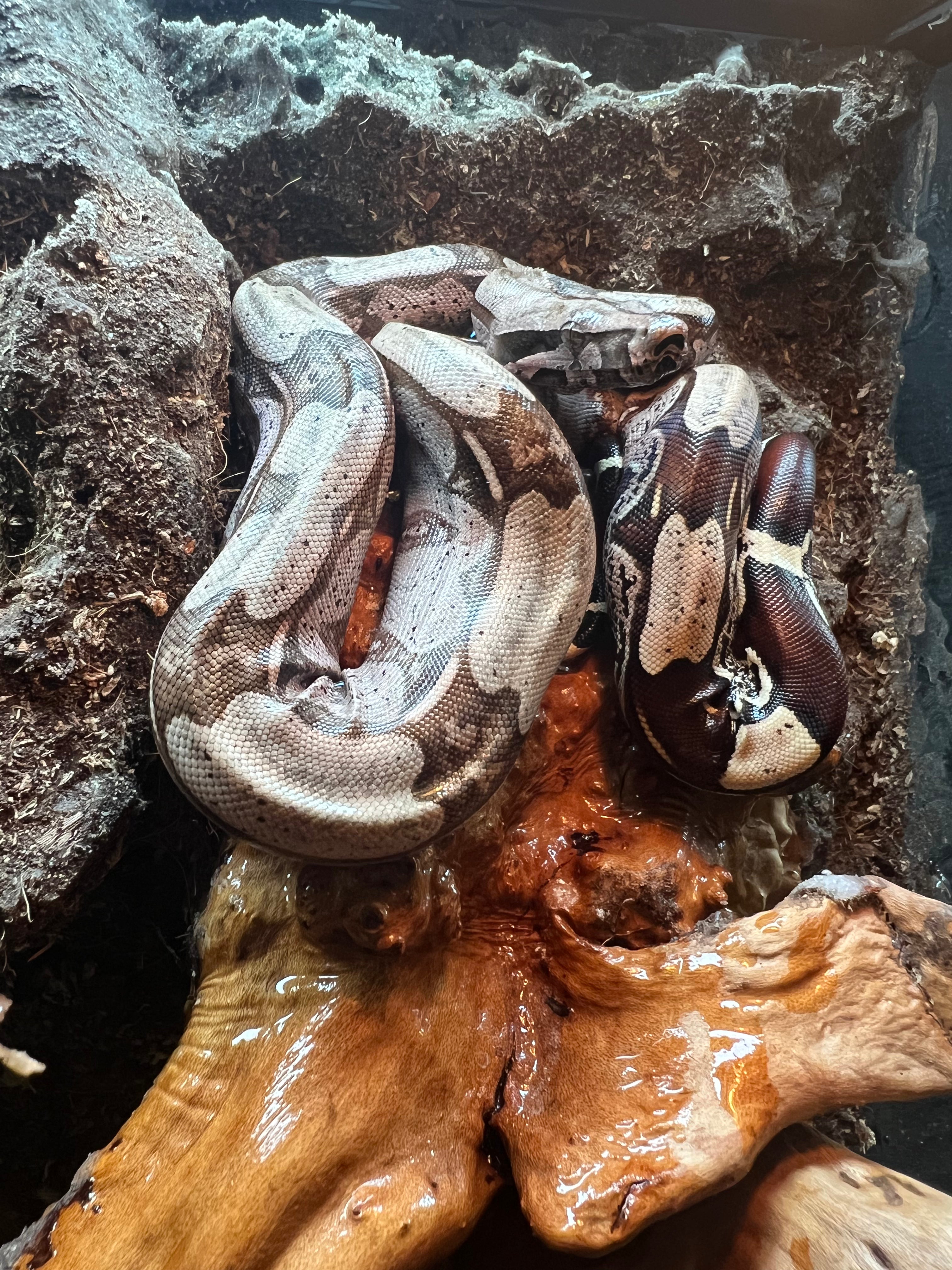 CBB Suriname Red Tail Boa (Boa constrictor constrictor) – Cold Blooded ...