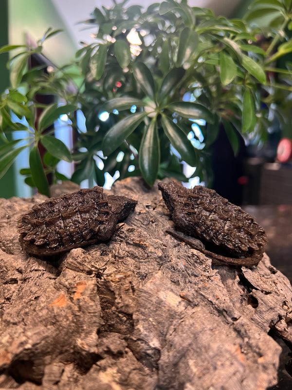 Hatchling Alligator Snapping Turtle (Macrochelys temminckii)