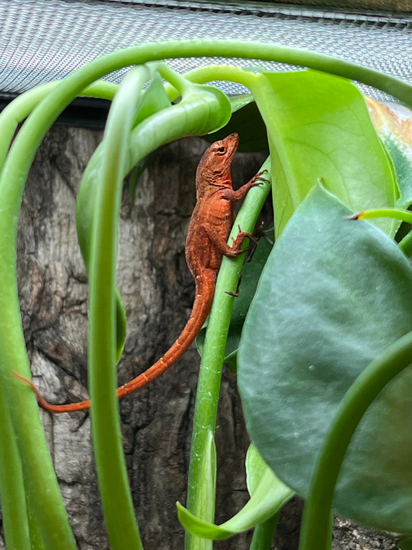 Captive-Bred Red “Chili Pepper” Anole (Anolis sagrei)