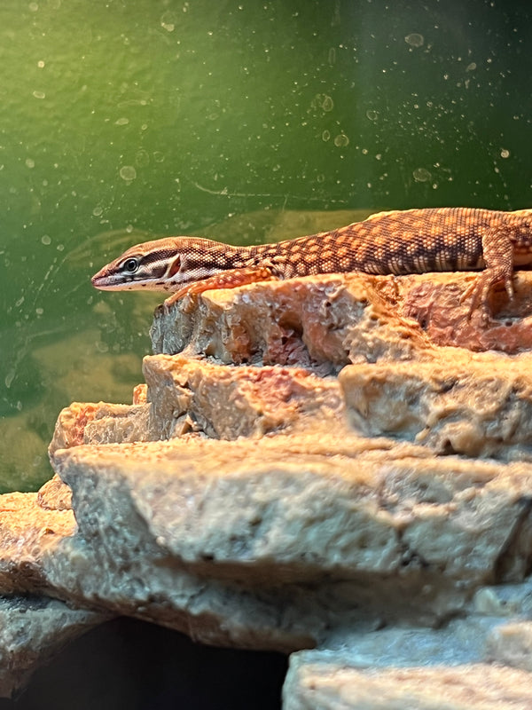 Red Ackie Monitor (Varanus acanthurus acanthurus)