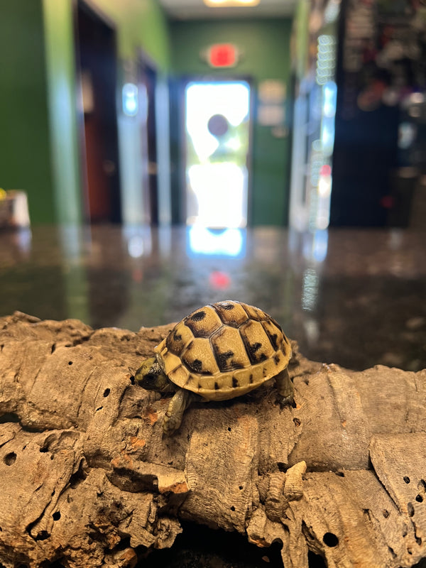 Ibera Greek Tortoise - Testudo graeca ibera